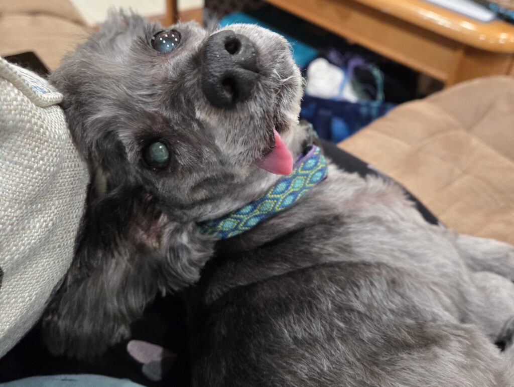 A little gray dog with his tongue sticking out tilts his head backwards as he looks sideways at the camera.