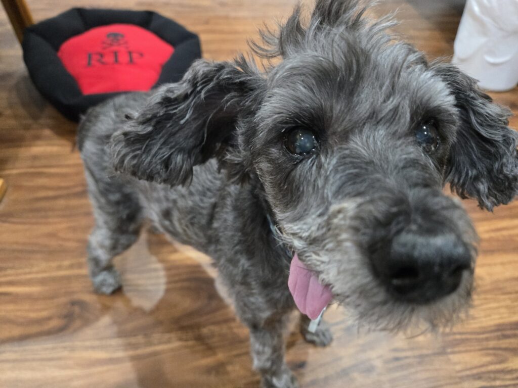 A little gray dog with his tongue hanging out stares adorably up at the camera.