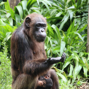 A lush green background, with a chimp in the foreground contemplating its own hand as it gestures enigmatically.