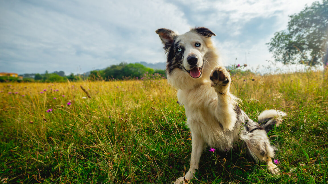 A dog in a grassy field sits back on its hind legs and raises one of its front paws.