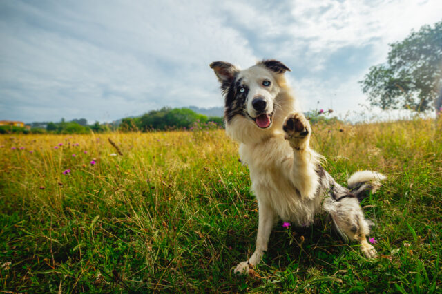 A dog in a grassy field sits back on its hind legs and raises one of its front paws.