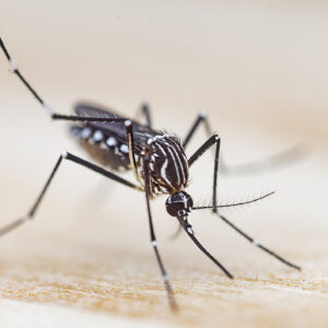 Image of a black and white striped mosquito perched on a surface and extending its mouth.
