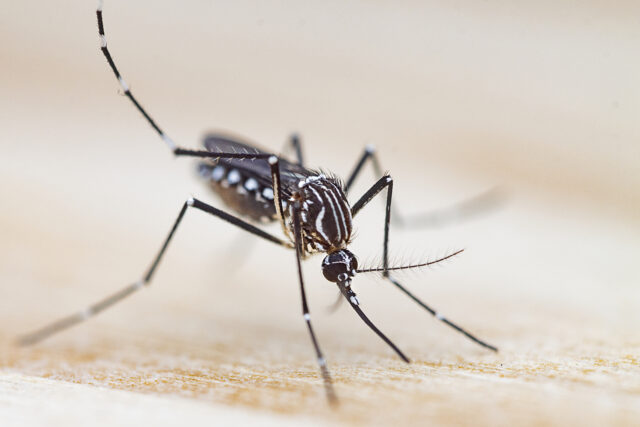 Image of a black and white striped mosquito perched on a surface and extending its mouth.