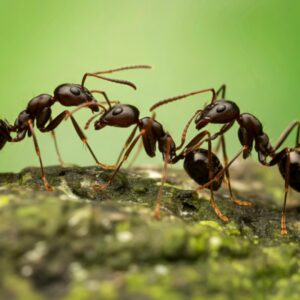 Image of a group of four ants in front of a green backdrop.