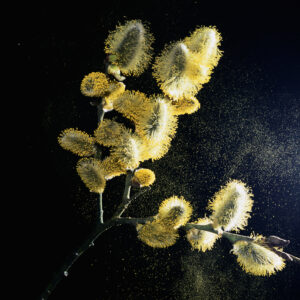 Catkins on a willow tree branch shed pollen into the air.