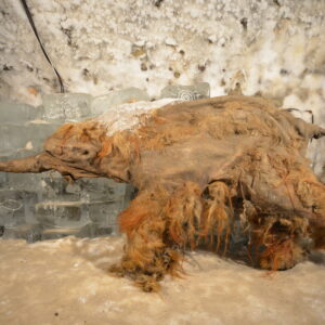 Image of a small, badly damaged mammoth, showing long reddish brown fur.