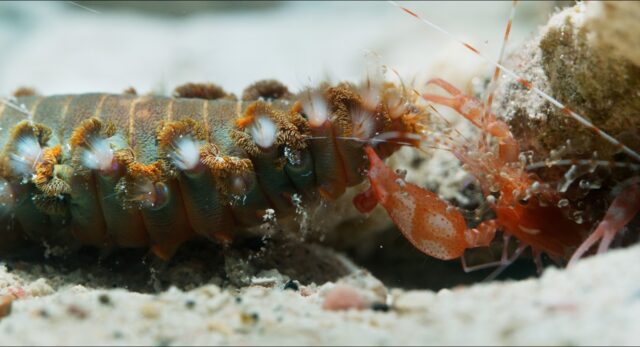 A fireworm is hit by a cavitation bubble shot from the claw of a pistol shrimp defending its home.