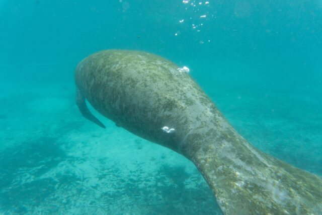 A manatee releases flatulence while swimming to lose the buoyancy build up of gas inside its stomach, and descend down the water column.