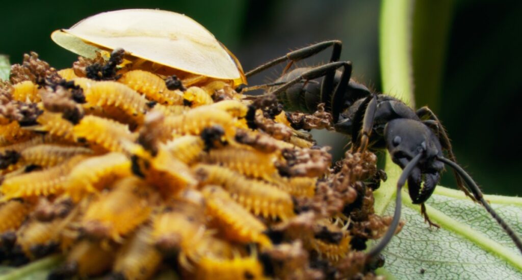 A family of tortoise beetles defend themselves from a carnivorous ant by wafting baby poop in its direction.