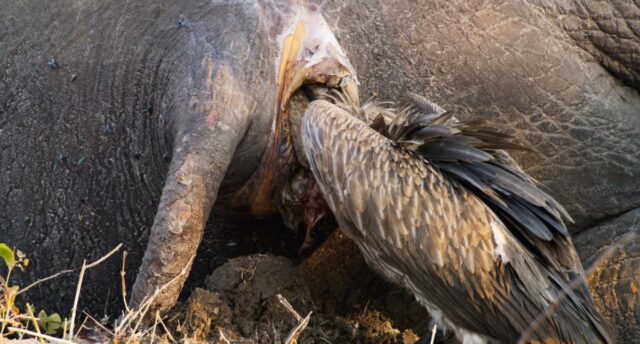 A vulture sticks its head inside an elephant carcass to eat.