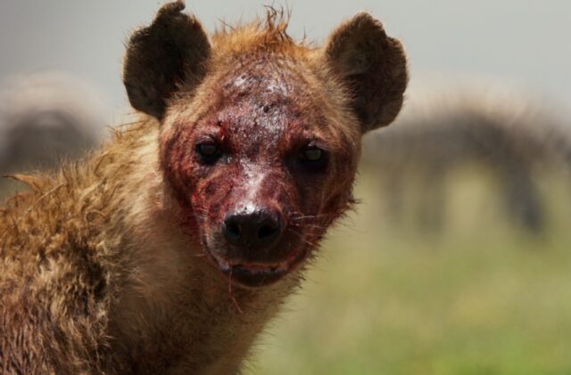 A blood-soaked female hyena looks across the African savanna.