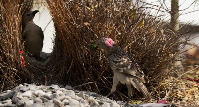 A male bowerbird presents one of the finest items in his collection to a female in his bower.