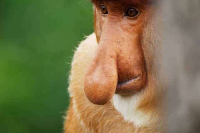 A male proboscis monkey flaunts his large nose.