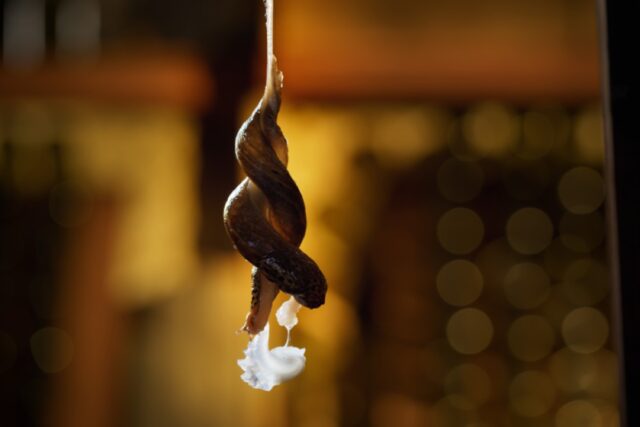 Two leopard slugs suspend themselves on a rope of mucus as they entwine their bodies to mate with one another.