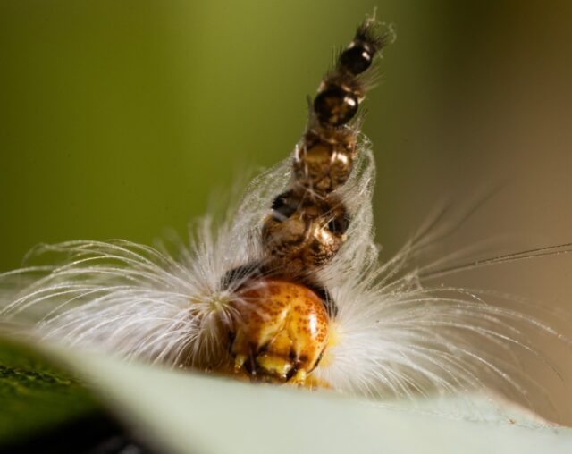 As it grows and molts, the mad hatterpillar stacks old head casings on top of its head.