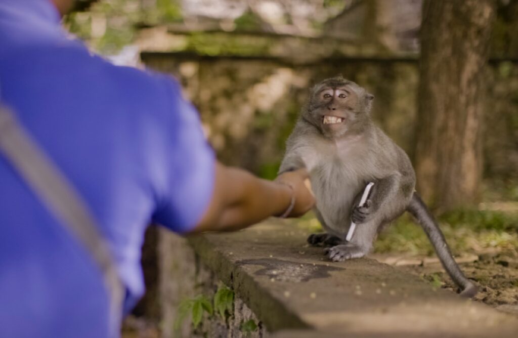 After stealing a person's phone, the macaque agrees to trade it in for a piece of food.