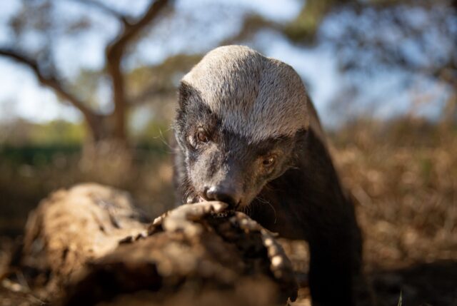 a honey badger investigates a logg in South Africa